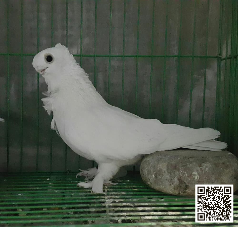 Bunaidi Kushk pigeon