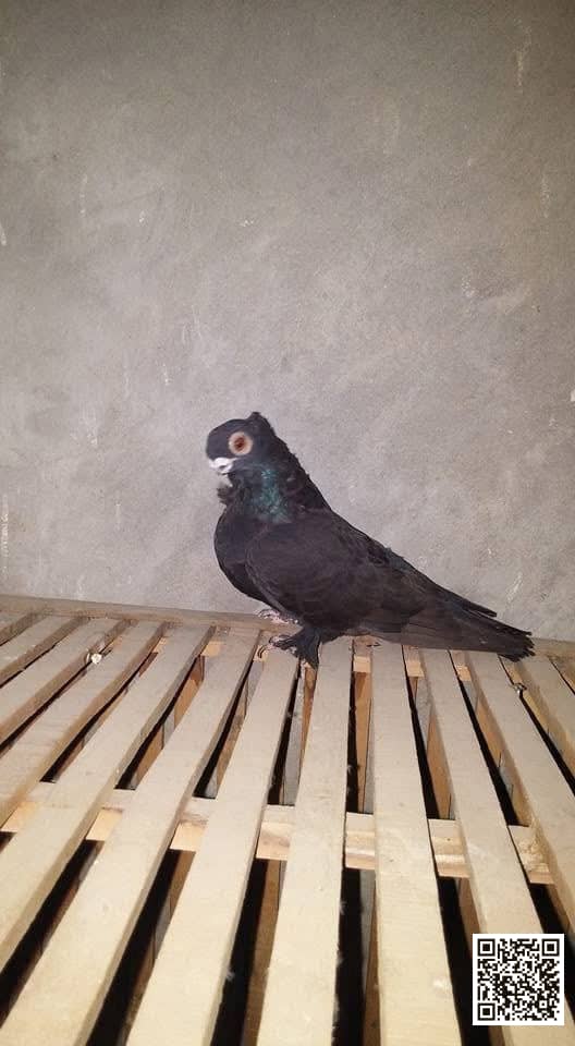 Full Black Kushk pigeon