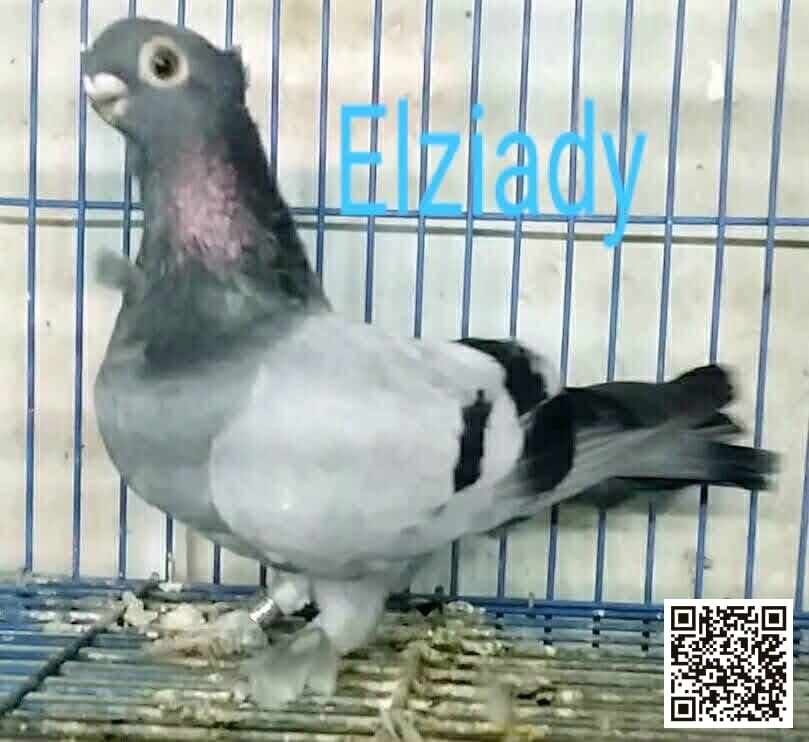 Ezazi Kushk pigeon
