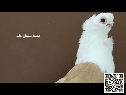 الإسطنبولي كشك