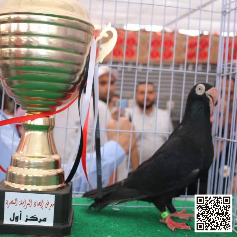Black Egyptian Homer pigeon