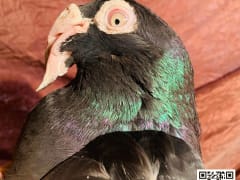 Black Egyptian Homer pigeon (2)
