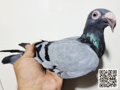 Blue Egyptian Homer (Ezazi) pigeon (2)