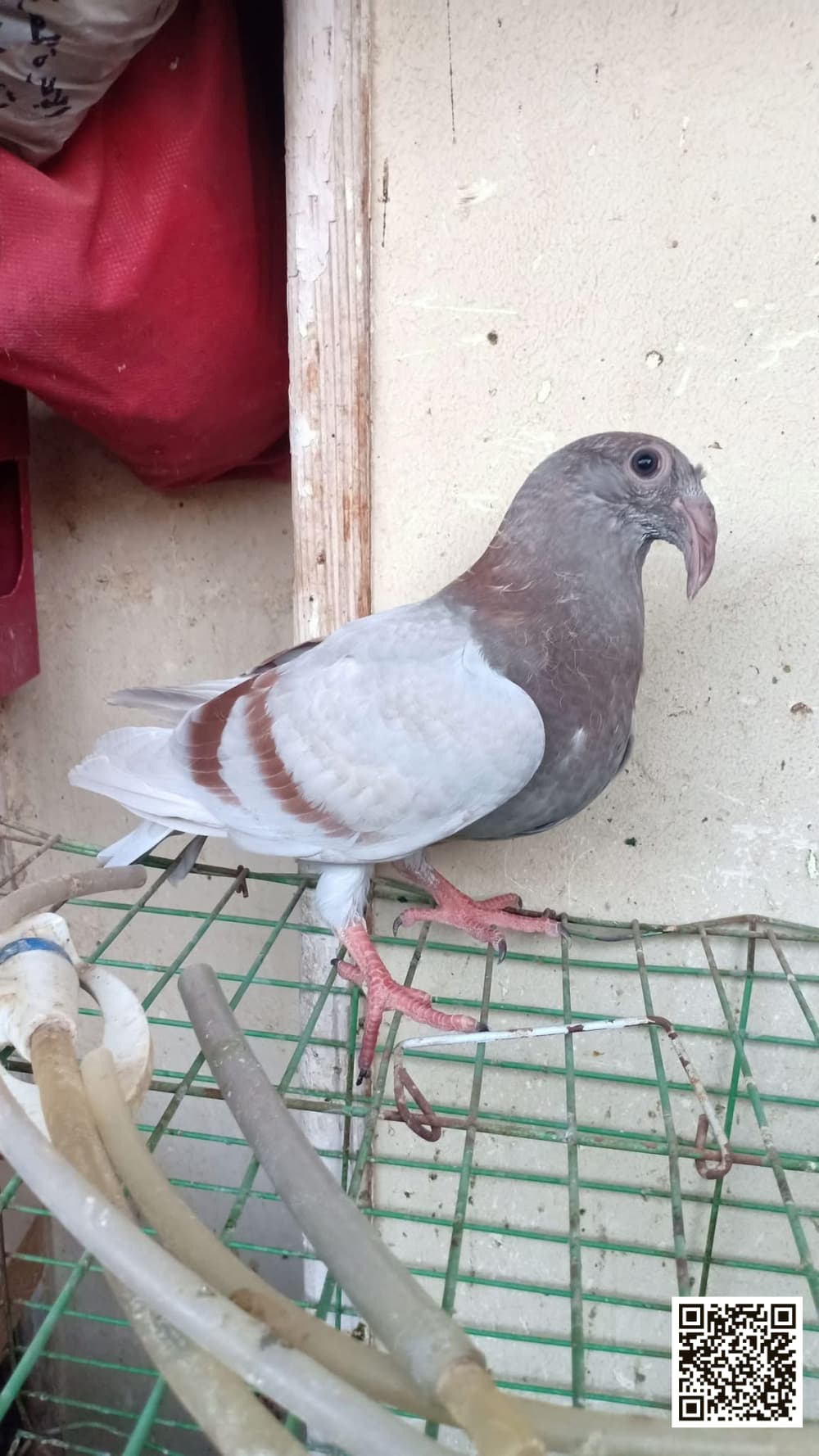 Bidairi Egyptian Homer pigeon