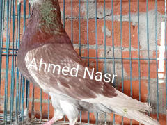 Bidairi Egyptian Homer pigeon (2)