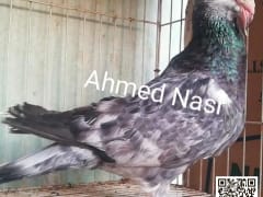 صورة سلالة المراسلة المفصص