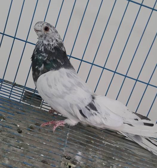 Safi