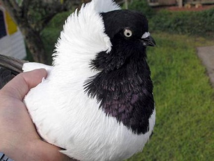 Ornamental Pigeons