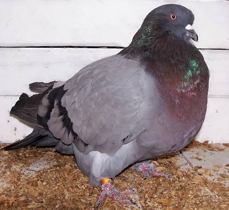 رنت إضافية (Runt Varieties)