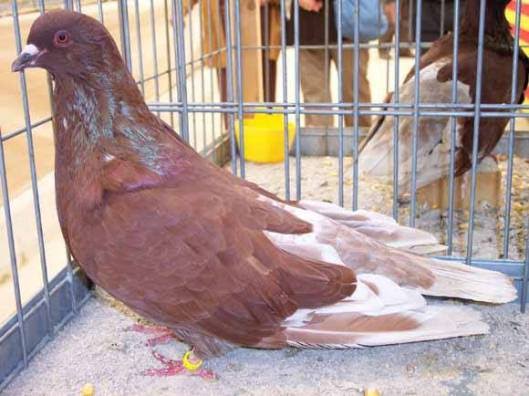 رنت مايوركا العملاق (Giant Mallorquina Runt)