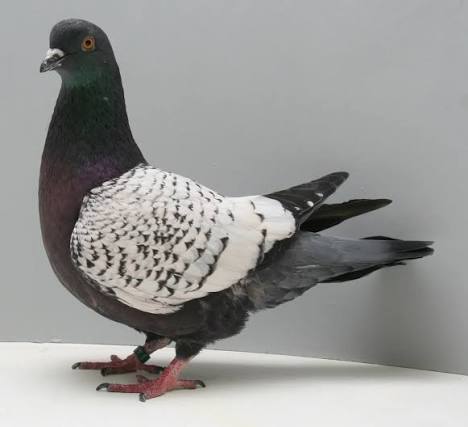 رنت مايوركا بورت (Majorcan Bort Runt)