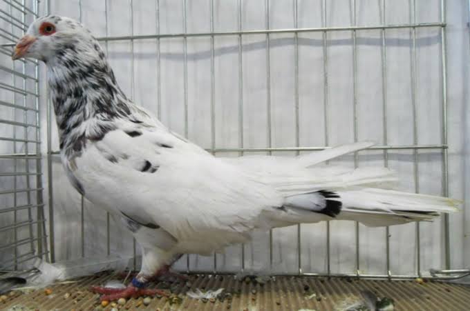 رنت إسبارت (Esbart Runt)