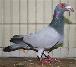 البغدادي