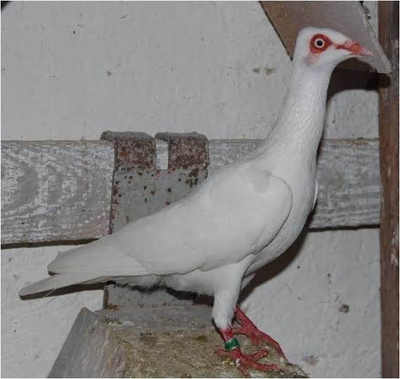 هايفلاير ستralsund (Stralsund Highflier)