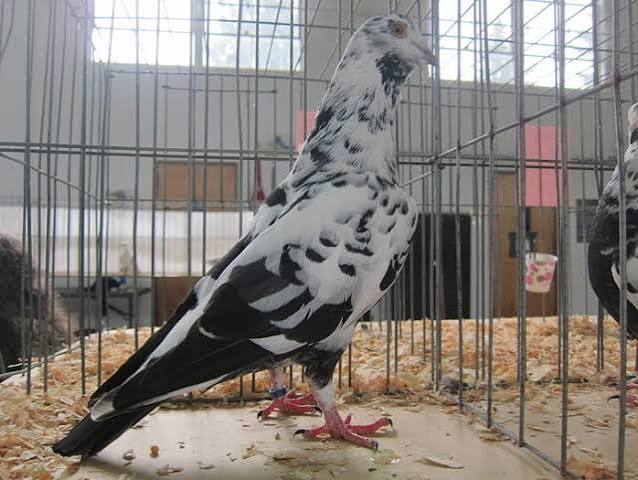 الهايفلاير الهندي ذو العين اللؤلؤية (Indian Pearl-Eyed Highflier)