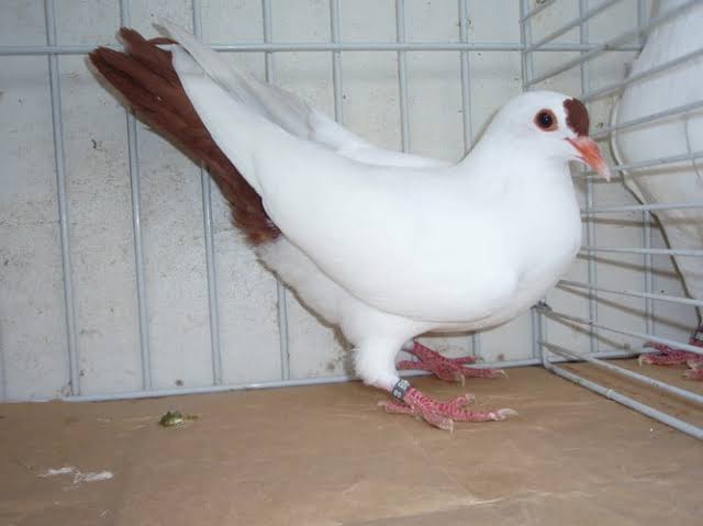 German Toy Breeds (Saxon/Thuringian)