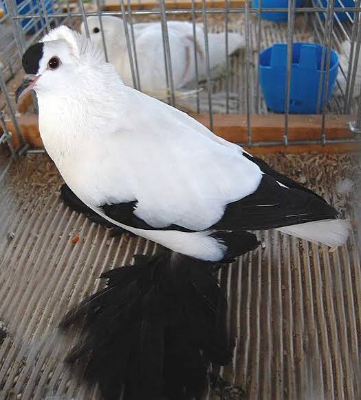حمام اللقلق السكسوني (Saxon Stork)