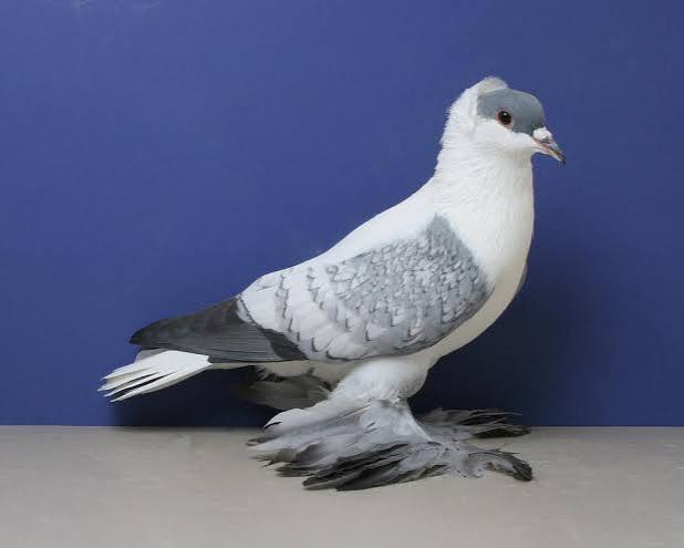 سنونو الجنية السكسوني (Saxon Fairy Swallow)