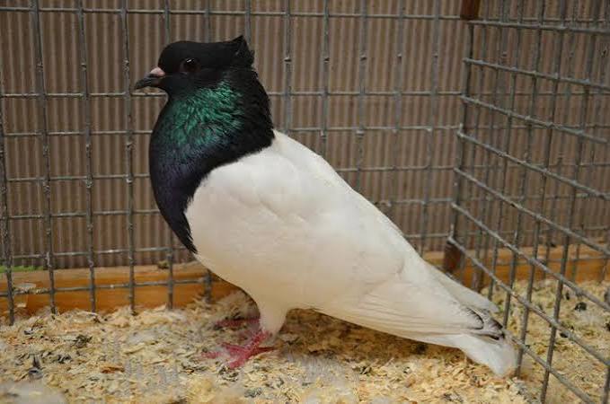 زقزاق تورينجيا (Thuringian Pouter)