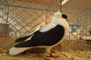 لقلق تورينجيا (Thuringian Stork)