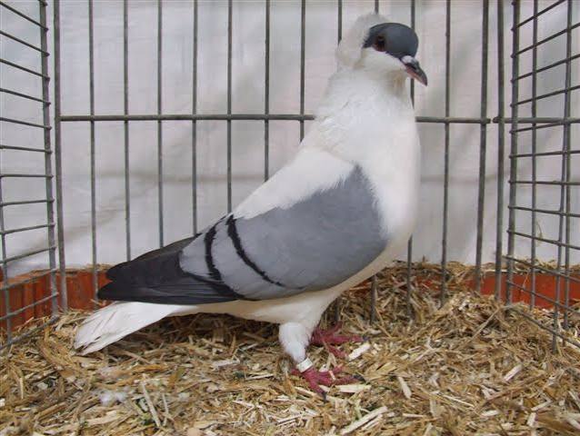 سنونو تورينجيا (Thuringian Swallow)
