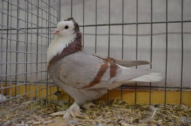 ذو الصدرية البيضاء التورينجي (Thuringian White Bib)
