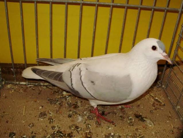 حمام الجناح التورينجي (Thuringian Wingpigeon)