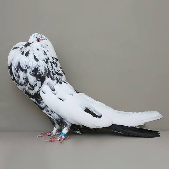 German Pouter