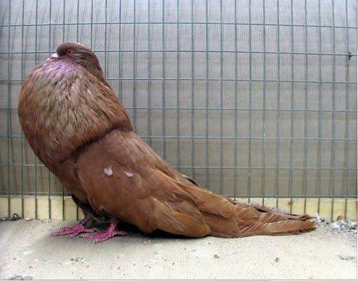 Old German Copper Pouter
