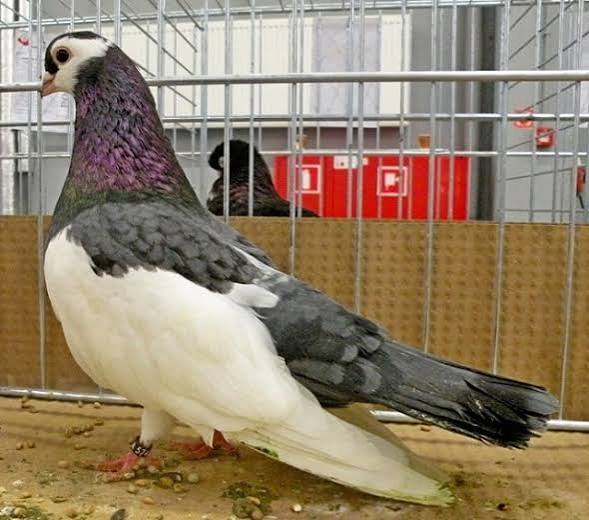 Magpie Pattern Breeds
