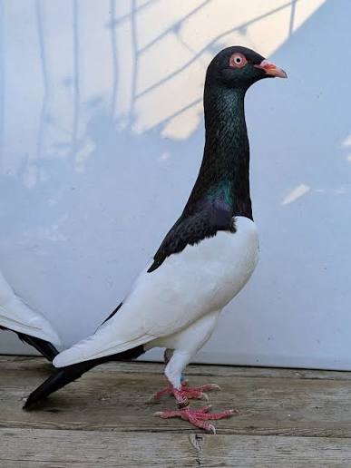 العقعق الإنجليزي (English Magpie)