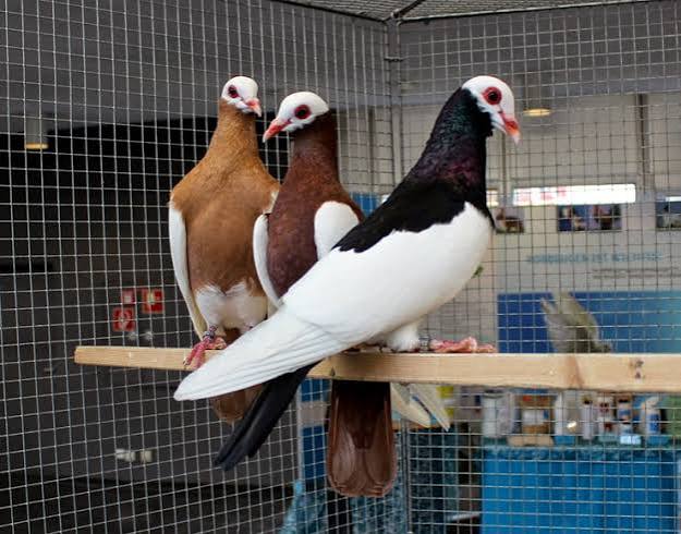 عقعق برنهاردين (Bernhardin Magpie)
