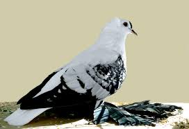 السنونو (Swallow)