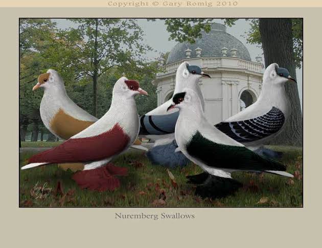 سنونو نورمبرج (Nurnberg Swallow)