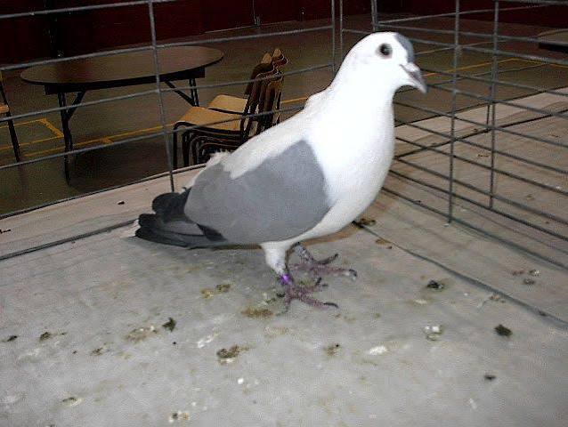 سنونو نظيف الأرجل ذو الرأس/البقعة الكاملة (Clean Legged Fullhead/Spot Swallow)