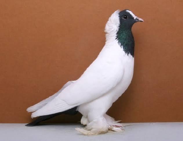 Moorhead Breeds