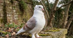 Turbit/Turbiteen Breeds