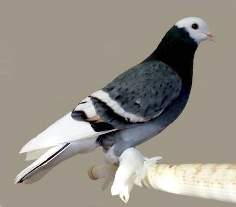 Priest/Monk Breeds