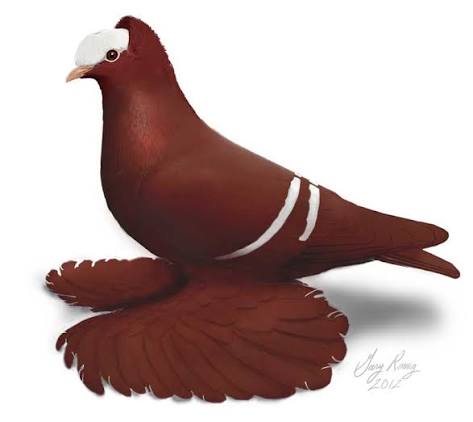 القسيس مزدوج القنزعة (Double Crested Priest)