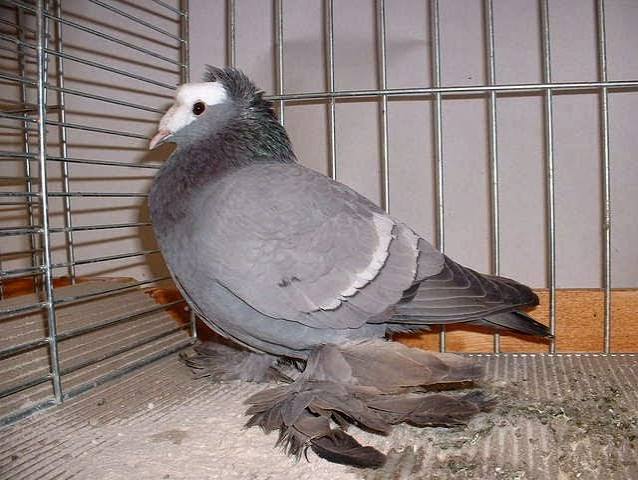 القسيس أحادي القنزعة (Single Crested Priest)