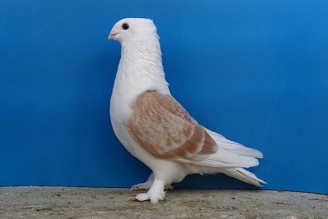 Shield Breeds