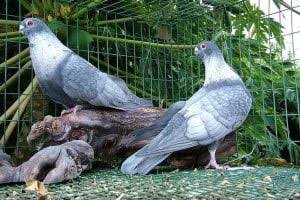 Syrian/Levantine Breeds