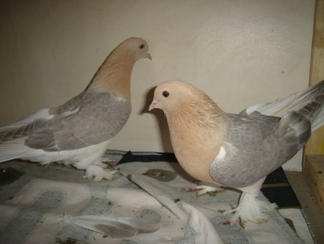 شقلاب الحظيرة الشامي (Syrian Coop Tumbler)