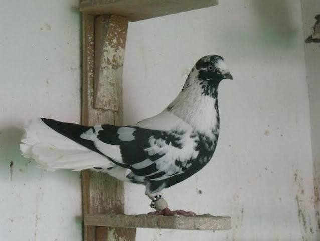 العبسي الشامي (Syrian Fantail)