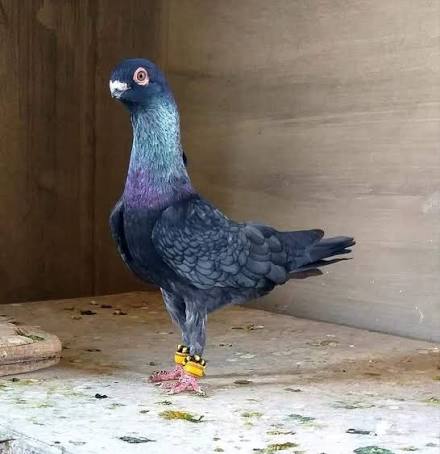 الحمام الشامي السريع (Syrian Swift)