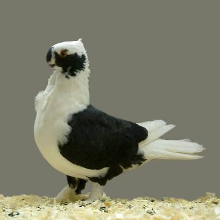 تربيتين شامي (Syrian Turbiteen)