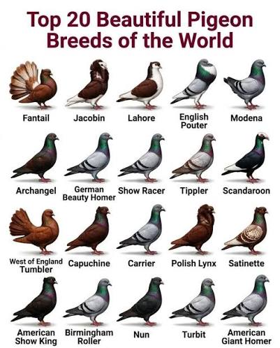 Other Individual Breeds