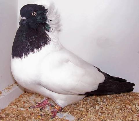 حمام الراهب (Nun)