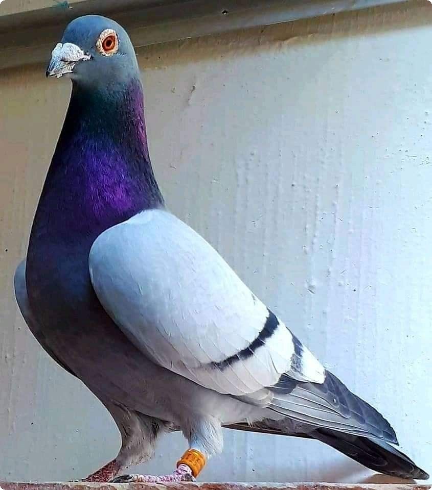 Racing Pigeons