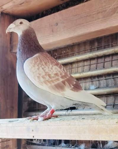 يانسن (Janssen)
